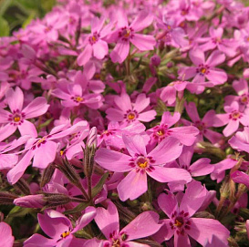 Флокс шиловидный 'Эмералд Пинк'