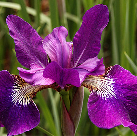 Ирис сибирский 'Спарклин Роуз'