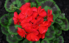 Пеларгония зональная 'Самара' (красная - темный лист)