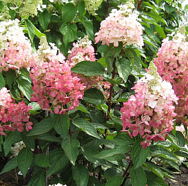 Гортензия метельчатая 'Мэджикал Везувио'