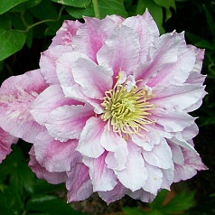 Клематис 'Пиилу'