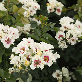 Роза 'Си Ю Ин Перпл' (гибрид розы персидской) (белая)