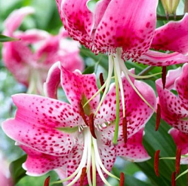 Лилия 'Рубрум Учида' (тигровая)