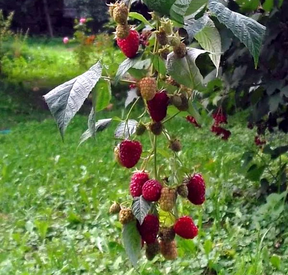 Малина 'Пересвет'