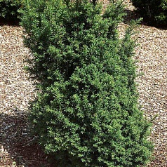 Тис ягодный 'Оверейндери'