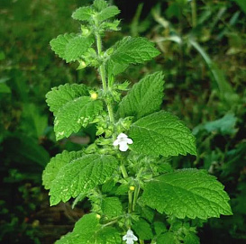 Мелисса лекарственная