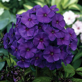 Флокс метельчатый 'Никки'