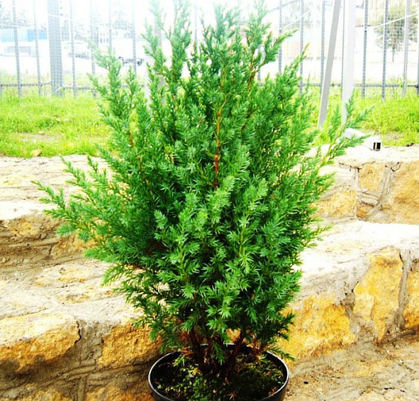 Можжевельник китайский 'Стрикта'