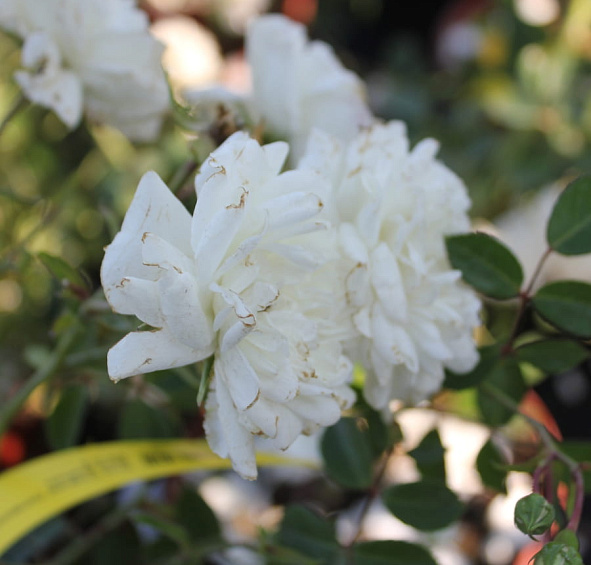 Роза 'Сифоум' (шраб) (белая)