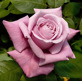 Роза 'Шарль де Голь' (чайно-гибридная) (розово - лиловая)