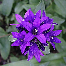 Колокольчик скученный