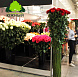 Выставка ЦветыЭкспо/FlowersExpo - садовый центр Южный
 ЦветыЭкспо/FlowersExpo 2015