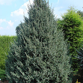 Ель Лицзянская