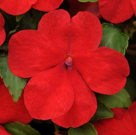 Бальзамин Уоллера 'Эдвантейдж Ред' (красный)