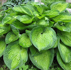 Хоста гибридная (вздутая, волнистая) 'Парадигм'