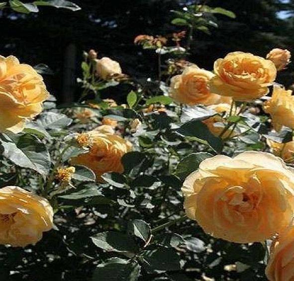 Роза 'Грэхам Томас' (парковая) (желтая)