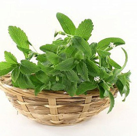 Семена Стевия