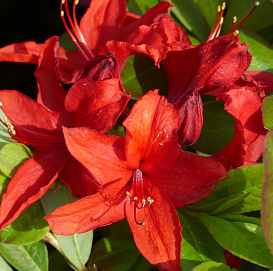 Рододендрон желтый (азалия) 'Набукко' (красный)