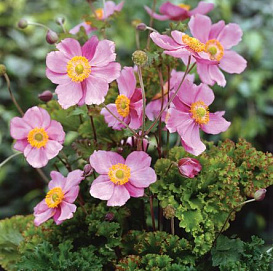 Анемона гибридная (Ветриница) 'Криспа'