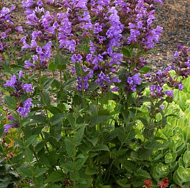 Котовник Фассенa 'Блю Драгон'