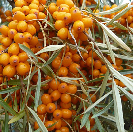 Облепиха 'Золотой початок'(жен)