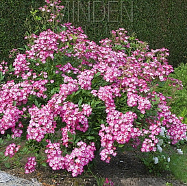 Роза 'Моцарт' (кустовая) (розовая)