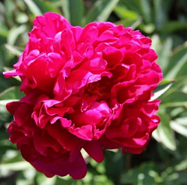 Пион молочноцветковый 'Ред Дабл' (малиново - красный)