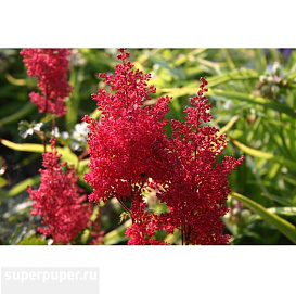 Астильба японская 'Дюссельдорф' (красная)