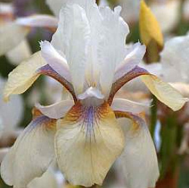 Ирис сибирский 'Сноу Принс'