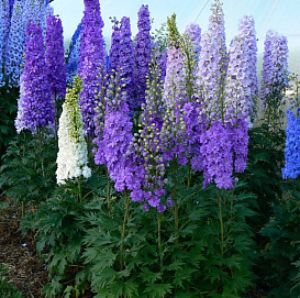 Дельфиниум новозеландский (живокость)