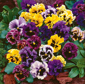 Виола Виттрока 'Фриззл Сиззл'  (микс)