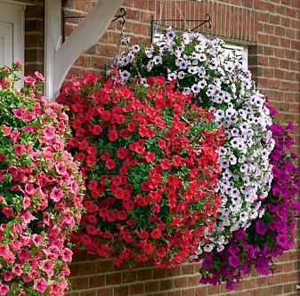 Петуния гибридная (cурфиния, ампельная) (кашпо)