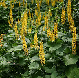 Бузульник Пржевальского