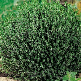 Тимьян обыкновенный 'Фредо'