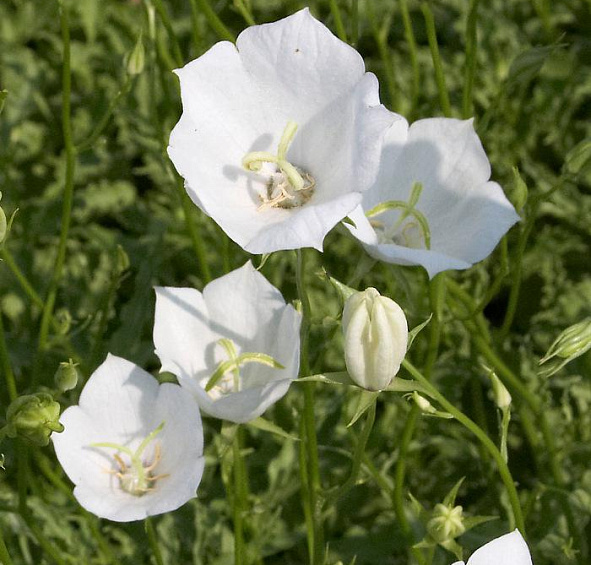 Колокольчик карпатский белый