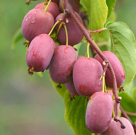 Актинидия женская