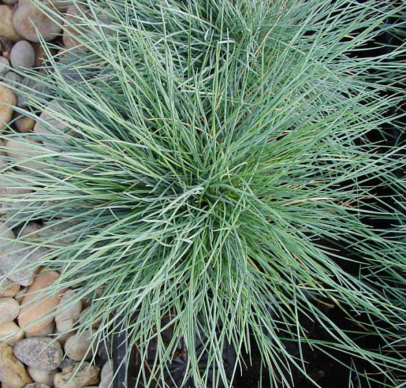 Овсяница сизая Варна