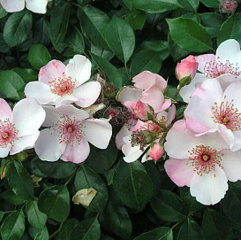 Роза 'Астрономия' (флорибунда) (белая)