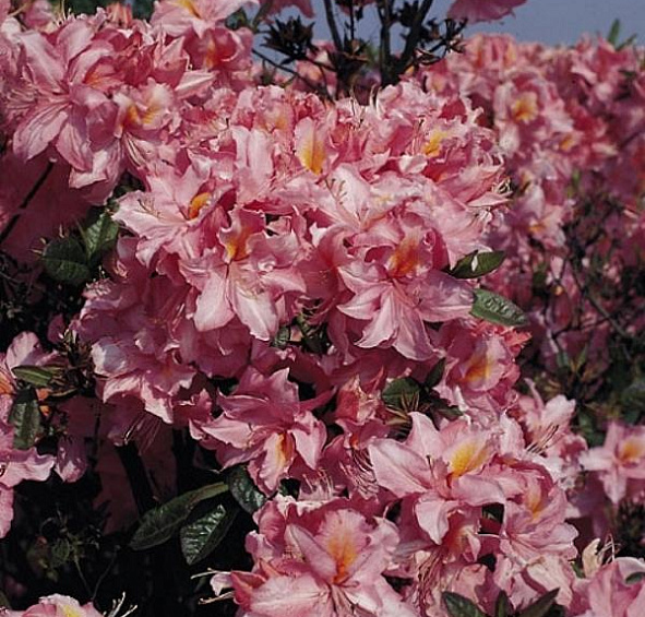 Рододендрон желтый (азалия) 'Раймунде' (розовый)