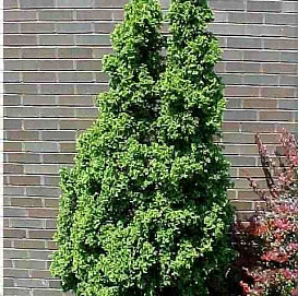 Туя западная 'Дегрот Спаер'