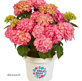Гортензия крупнолистная 'Дива Фиоре' 