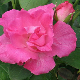 Роза 'Мелроуз' (флорибунда) (розовая)