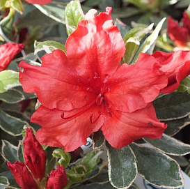 Рододендрон тупой (азалия) 'Хот Шот Вариегата' (красный)