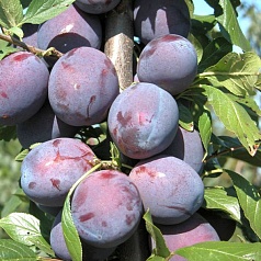 Слива 'Венгерка московская'