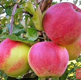 Яблоня домашняя 'Тамбовское'