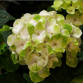 Гортензия крупнолистная 'Меджикал Ноблесс'