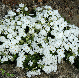 Флокс шиловидный 'Майшнее'