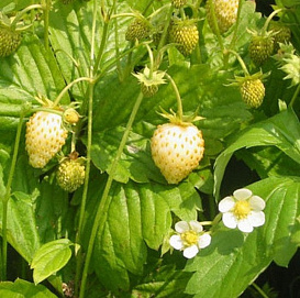 Земляника (лесная) 'Уайт Соул' (ремонтантный)