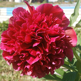 Пион молочноцветковый 'Адольф Руссо' (красно - вишневый)