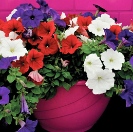 Петуния гибридная крупноцветковая 'Дримс' (микс)